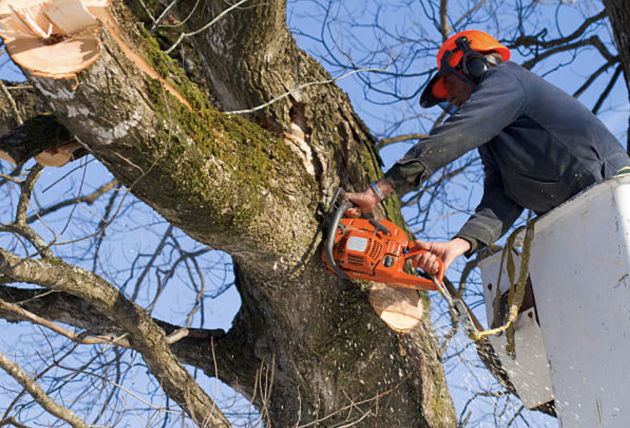 tree pruning in Pinch