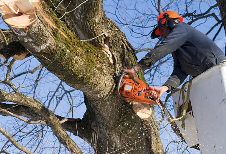 tree pruning in McMechen